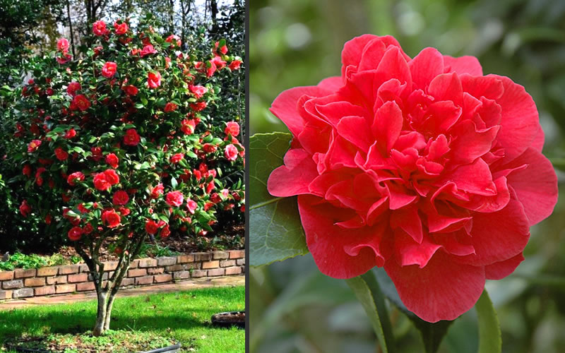 Kramers Supreme Red Double Camellia Japonica