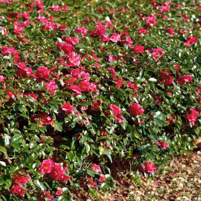 Kramers Supreme Red Double Camellia Japonica