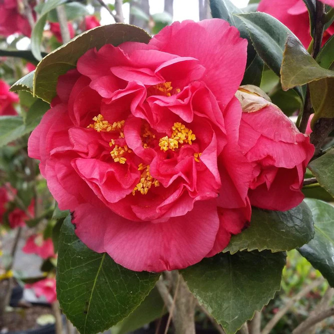 Kramers Supreme Red Double Camellia Japonica