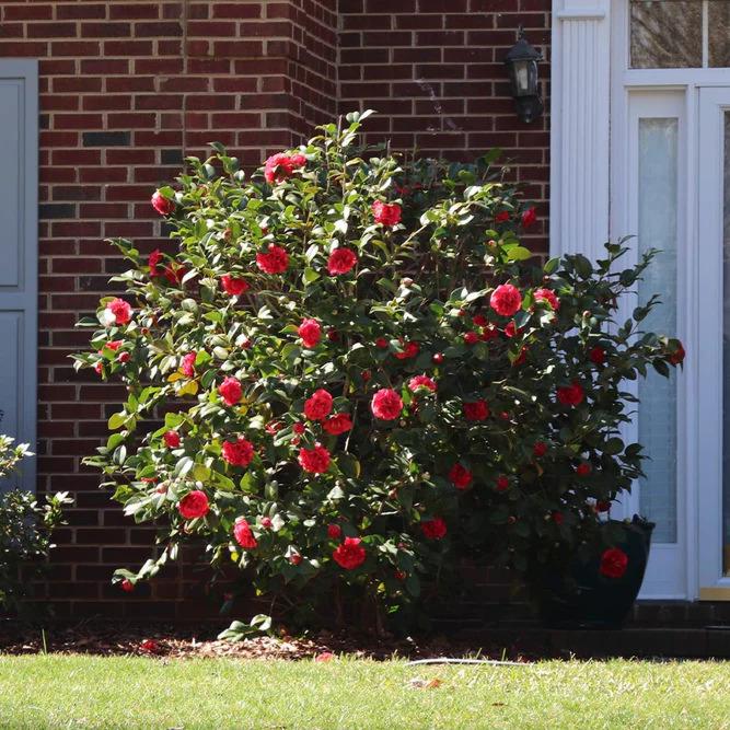 Kramers Supreme Red Double Camellia Japonica