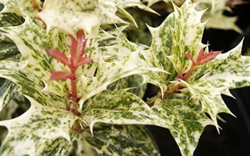 Goshiki Osmanthus