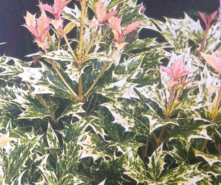 Goshiki Osmanthus