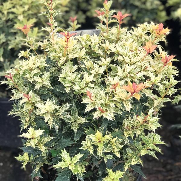 Goshiki Osmanthus
