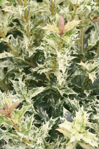 Goshiki Osmanthus