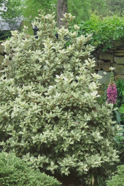 Goshiki Osmanthus