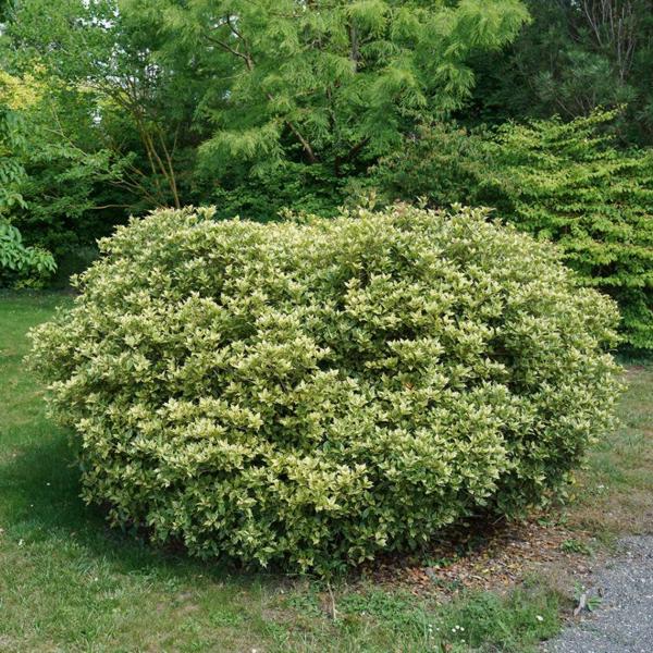 Goshiki Osmanthus