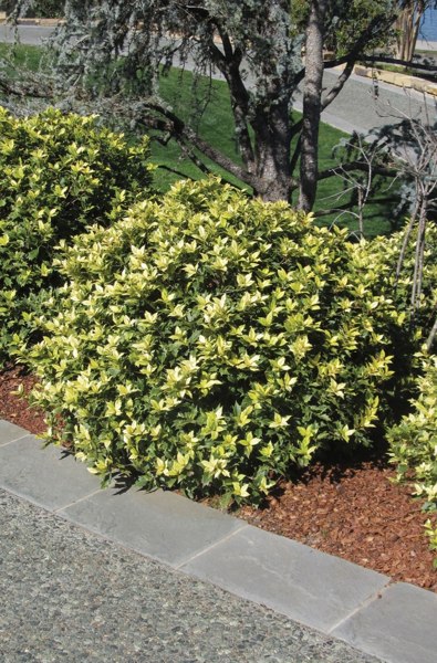 Goshiki Osmanthus