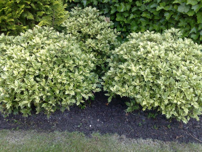 Goshiki Osmanthus
