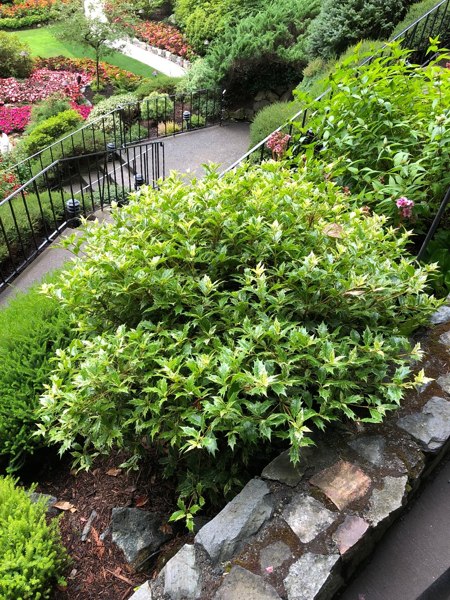 Goshiki Osmanthus