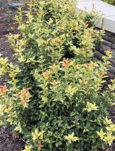 Goshiki Osmanthus