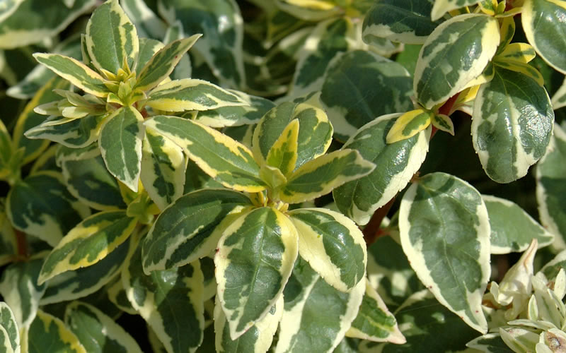 Radiance Dwarf Abelia