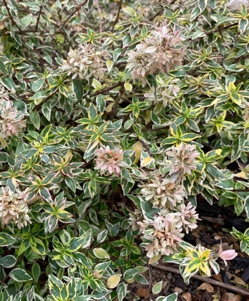 Radiance Dwarf Abelia