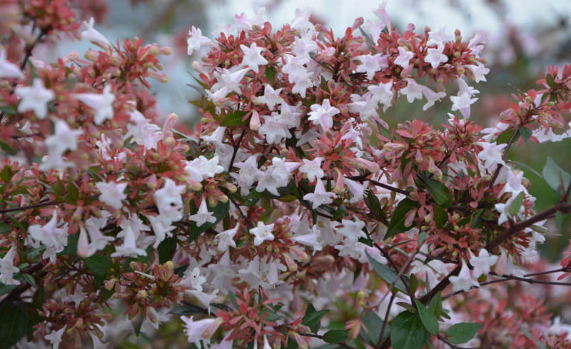 Radiance Dwarf Abelia