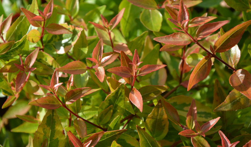 Radiance Dwarf Abelia