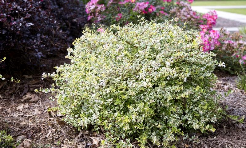 Radiance Dwarf Abelia