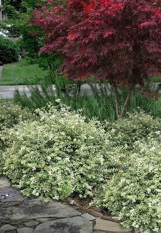 Radiance Dwarf Abelia