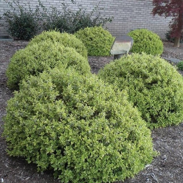 Radiance Dwarf Abelia