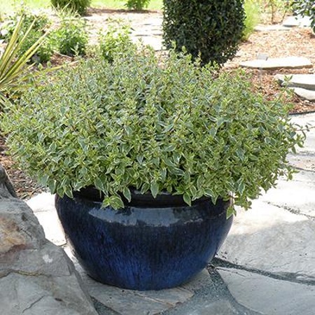 Radiance Dwarf Abelia
