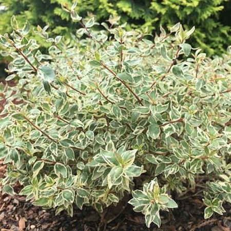 Radiance Dwarf Abelia