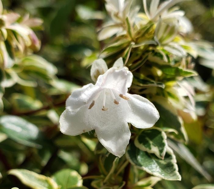 Radiance Dwarf Abelia