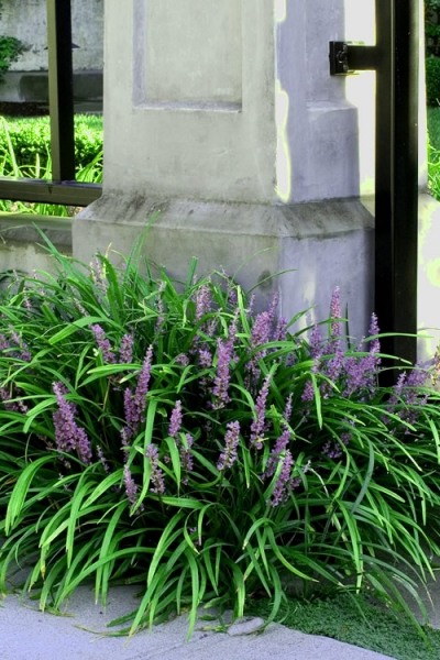 Emerald Goddess Liriope