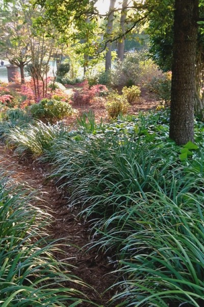 Emerald Goddess Liriope