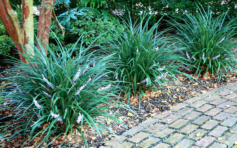 Emerald Goddess Liriope