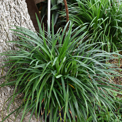 Emerald Goddess Liriope