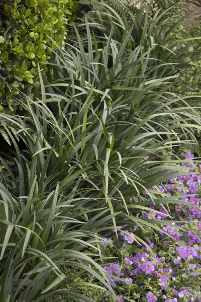 Emerald Goddess Liriope