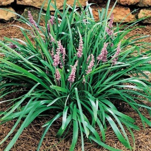 Emerald Goddess Liriope