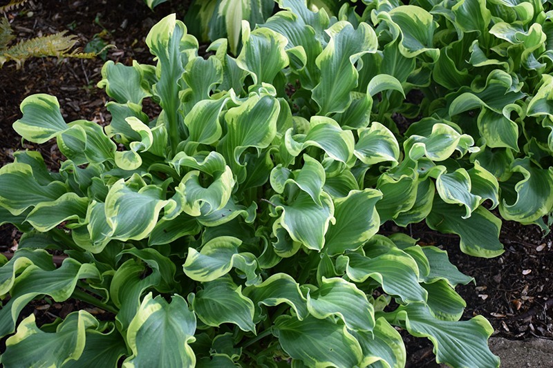 Wheee! Hosta Lily