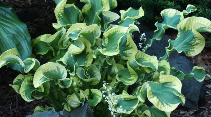 Wheee! Hosta Lily