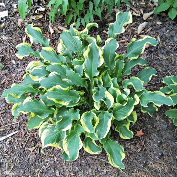 Wheee! Hosta Lily
