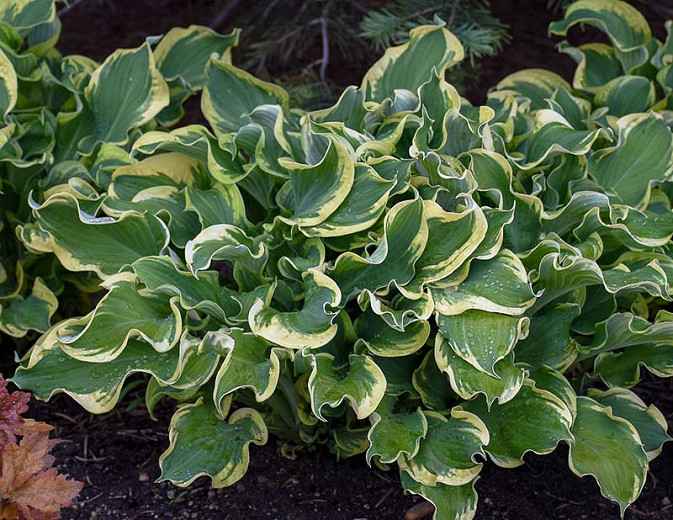 Wheee! Hosta Lily