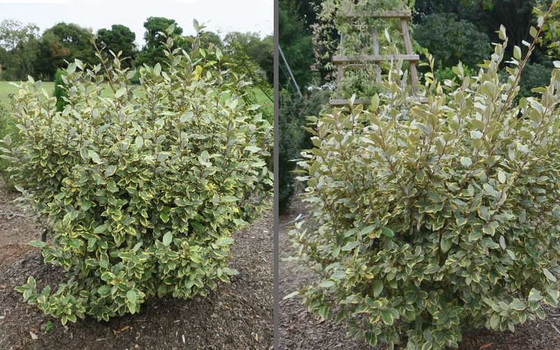 Olive Martini Elaeagnus