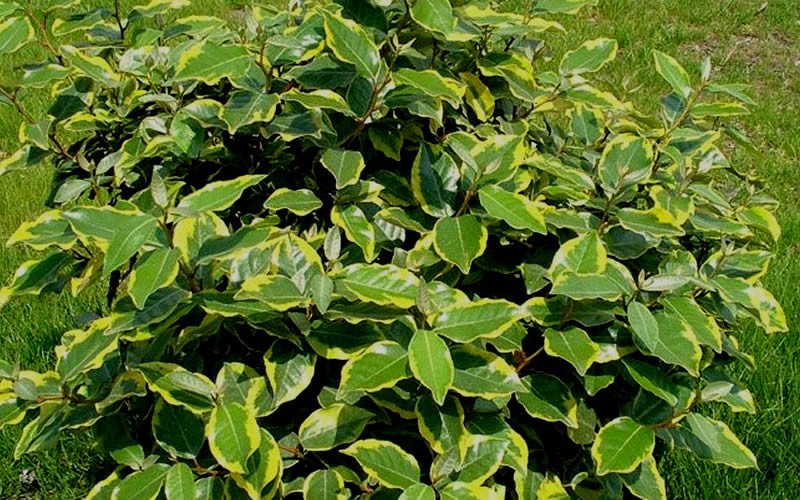 Olive Martini Elaeagnus