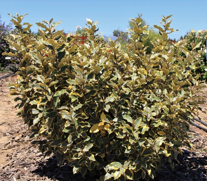 Olive Martini Elaeagnus