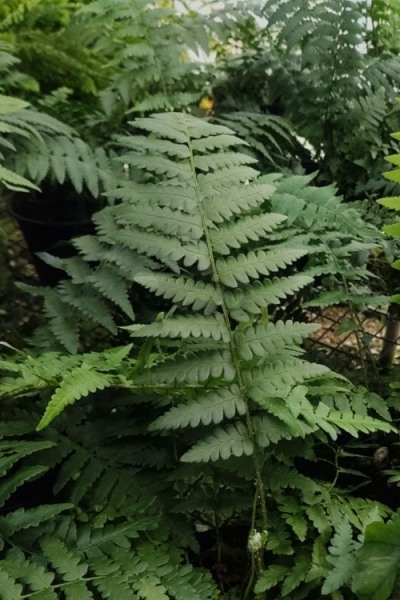 Southern Shield Fern