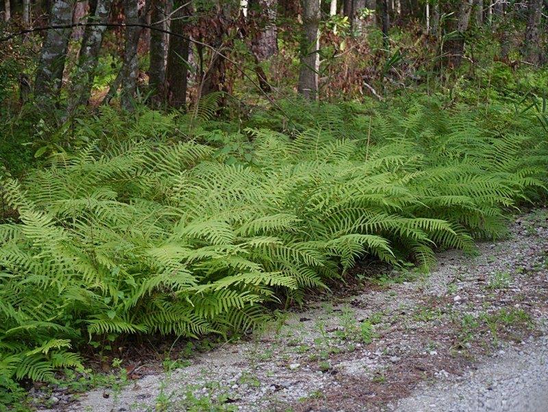 Southern Shield Fern