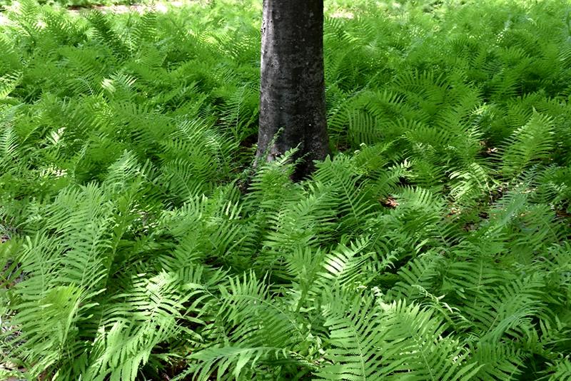 Southern Shield Fern