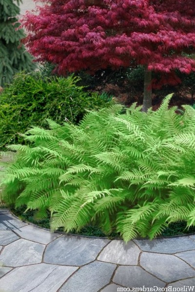 Southern Shield Fern
