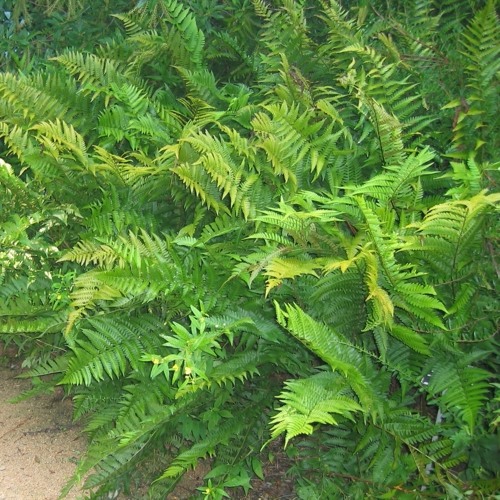 Southern Shield Fern
