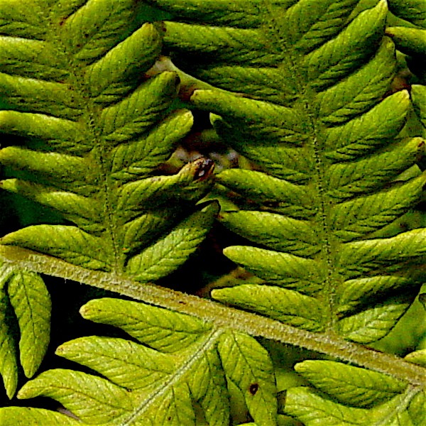 Southern Shield Fern