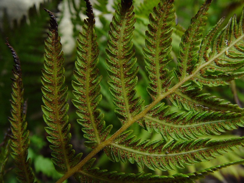 Southern Shield Fern