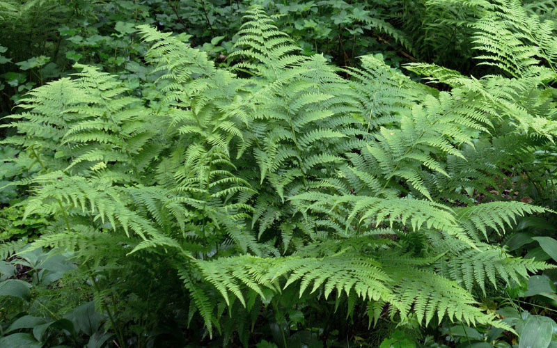 Southern Shield Fern