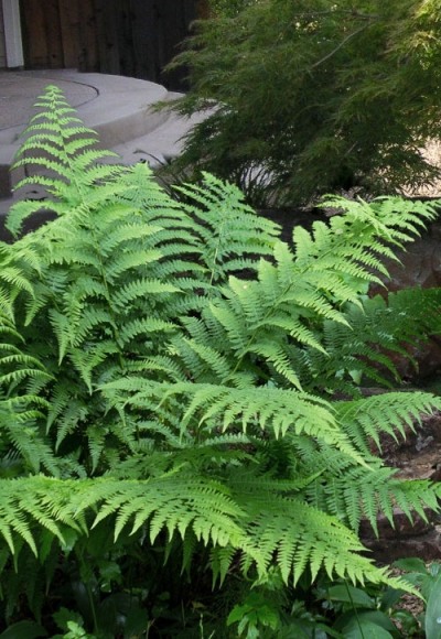 Southern Shield Fern