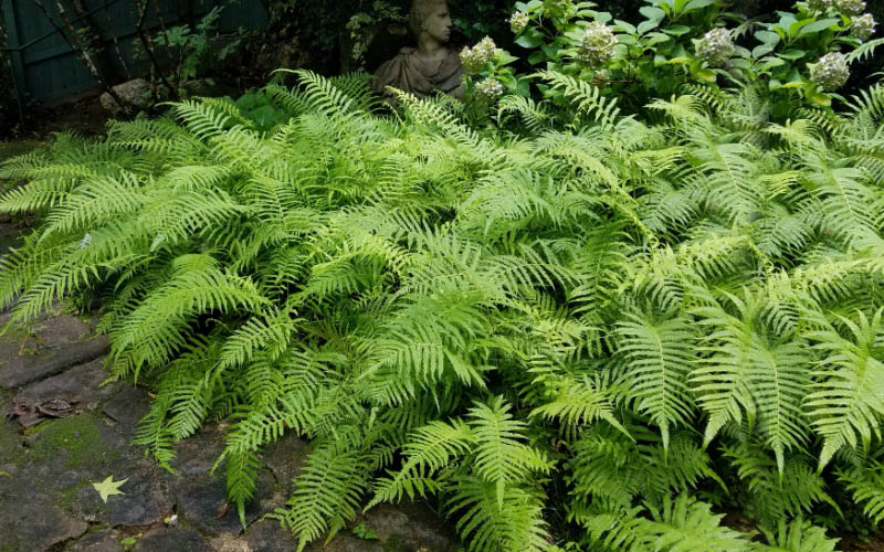 Southern Shield Fern