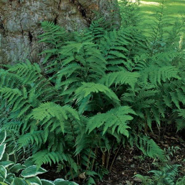 Dixie Wood Fern