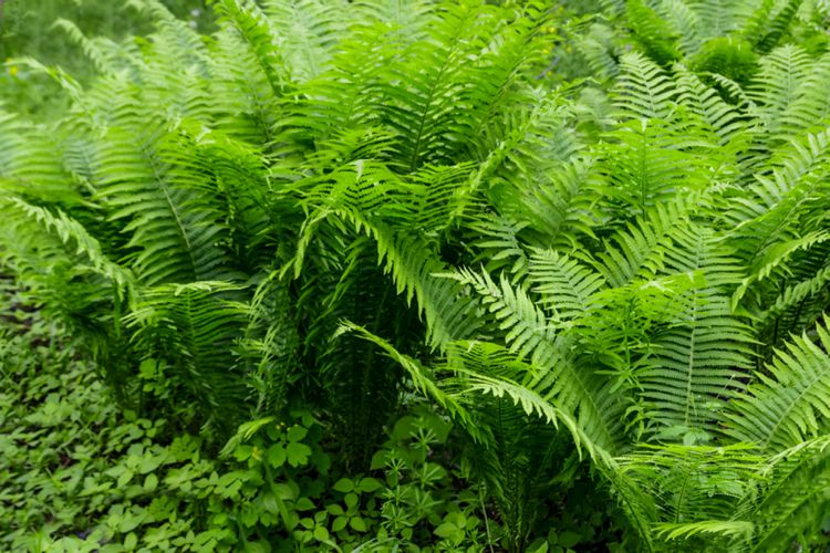 Dixie Wood Fern