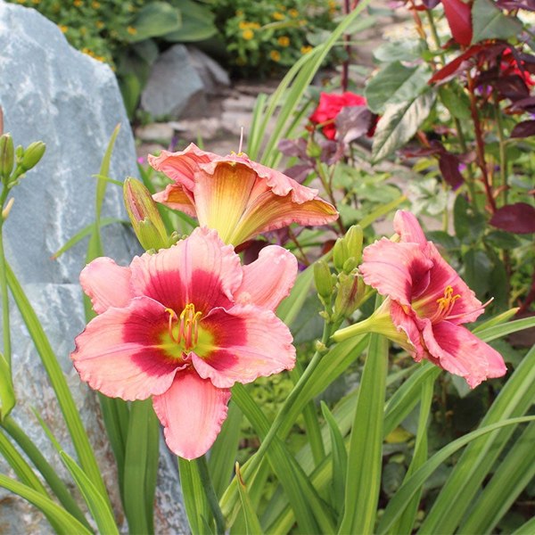 Strawberry Candy daylily